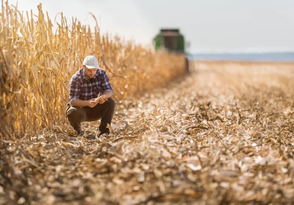 Young farmer in corn fields