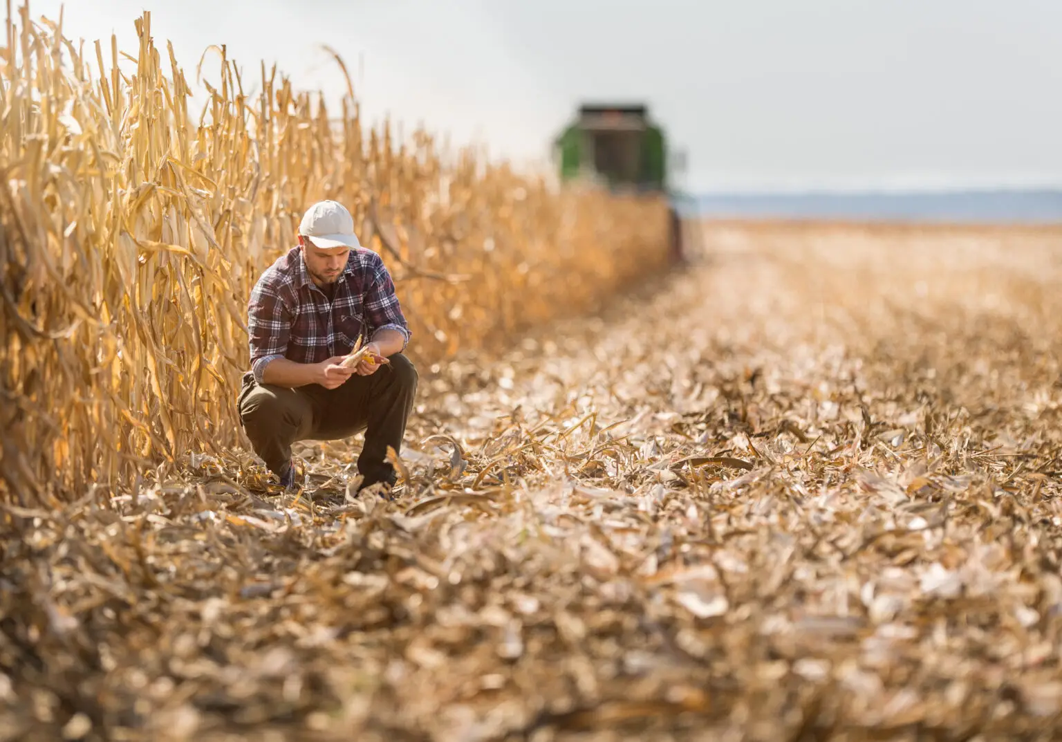 Young farmer in corn fields