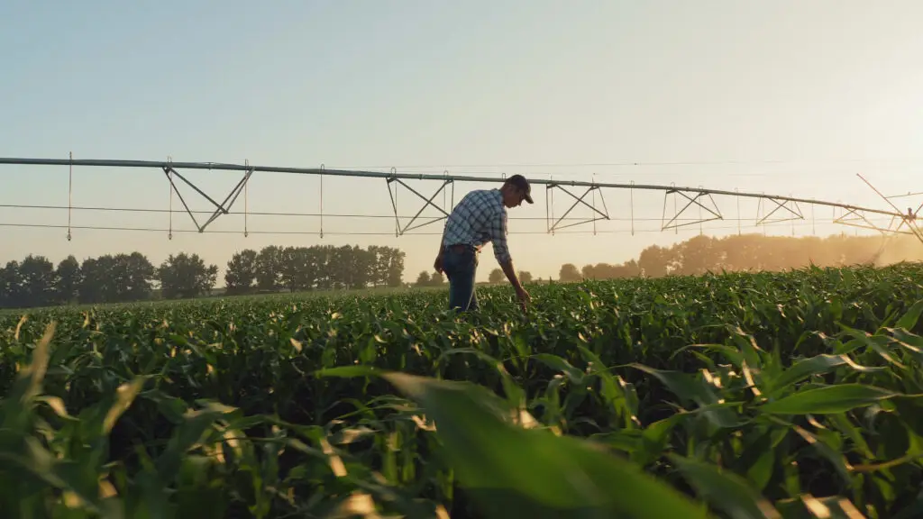 Farmer,,Walking,Through,A,Young,Cornfield,,Inspecting,The,Growth,At