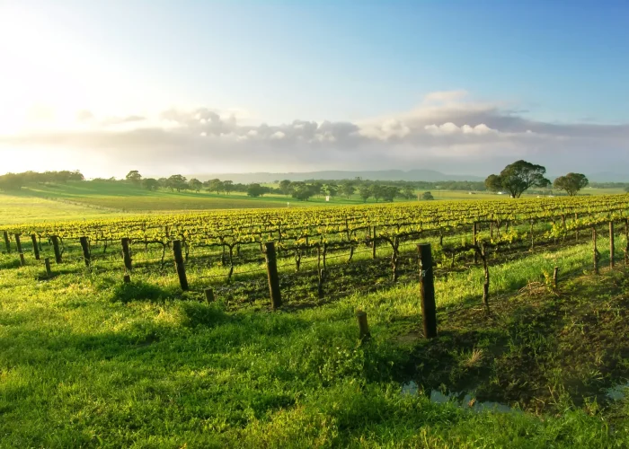 Vineyard,In,The,Barossa,Valley